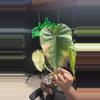 plant/Gloriosum x billetae-0-thumbnail