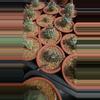 plant/Turbinicarpus swarzii gc-0-thumbnail