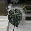 plant/anthurium Tim Anderson red crystal-1-thumbnail