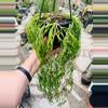 plant/Rhipsalis Clavata 4.5” Huge-0-thumbnail