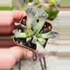 plant/Concrete Succulent 2”-0-thumbnail