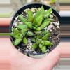 plant/Haworthia Attenuata f. Enon 3”-0-thumbnail
