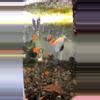 plant/black/red ear LongFin dumbo gulp trio-0-thumbnail