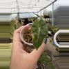 plant/alocasia poly aurea-0-thumbnail