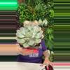 plant/Echevaria Hercules-0-thumbnail