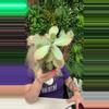 plant/kalanchoe-0-thumbnail