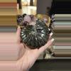 plant/Carbon pyrite ammonite-0-thumbnail