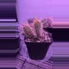 plant/hedgehog cactus-0-thumbnail