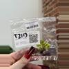 plant/T2113 Philodendron Billietiae Var. with Charcoal in Agar-0-thumbnail