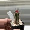 plant/Pachycereus weberi (Oaxaca)-0-thumbnail
