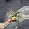 plant/Aloe thraskii-0-thumbnail