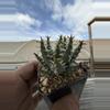 plant/aloe erinacae-0-thumbnail