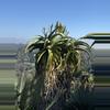 plant/Aloe thraskii-1-thumbnail