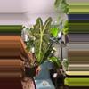 plant/alocasia poly-0-thumbnail