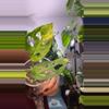 plant/monstera adansonii aurea-0-thumbnail
