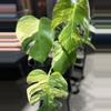 plant/monstera Aurea-0-thumbnail