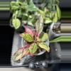 plant/aglaonema siam aurora variegated-0-thumbnail