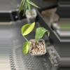 plant/monstera acacoyaguensis albo-0-thumbnail