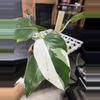 plant/philodendron white wizard-0-thumbnail
