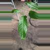plant/Anthurium pendulofolium S98-0-thumbnail