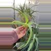 plant/Candelabra Aloe cutting-0-thumbnail