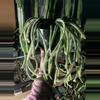 plant/Rat Tail Aporophyllum Cactus 4.5” Huge-0-thumbnail