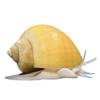 plant/Gold Mystery Snail-0-thumbnail
