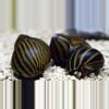 plant/Nerite Snail-0-thumbnail