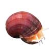 plant/Magenta Mystery Snail-0-thumbnail