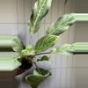 plant/White Romance Aglaonema-0-thumbnail