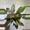 plant/Red Siam Aglaonema-0-thumbnail