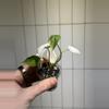plant/Scalprum mint-0-thumbnail