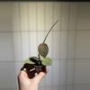 plant/Hoya verticillata (fka parasitica) Silver Heart-0-thumbnail