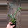 plant/Platycerium Bifurcatum-0-thumbnail