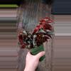 plant/Begonia Black Magic-0-thumbnail