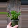 plant/Birdsnest Leslie-0-thumbnail
