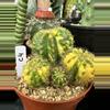 plant/Cutting Echinopsis Calochlora variegated-0-thumbnail