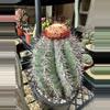 plant/20 seeds Melo Azureus-1-thumbnail