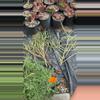 plant/Euphorbia mautanica cuttings-0-thumbnail