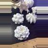 plant/Paint it your own dam self Lopho Mandrake-1-thumbnail