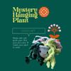 plant/Mystery hanging plant-0-thumbnail