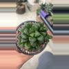 plant/Haworthia clump NOID-0-thumbnail