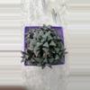 plant/Haworthia clump unkown I’d-0-thumbnail