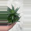 plant/Haworthia attenuata var. linearis-1-thumbnail