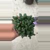 plant/Haworthia clump noid-0-thumbnail