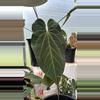 plant/Anthurium ‘Wuhoo’s First Night’ x (‘SKG Grey’ x mag) 1 seeding-1-thumbnail