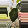 plant/GC Anthurium pap x forgetti 1 seedling-2-thumbnail