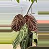 plant/GC Anthurium Doc Zara x Michelle x self 1 seedling-1-thumbnail