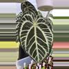 plant/Anthurium ‘Wuhoo’s First Night’ x (‘SKG Grey’ x mag) 1 seeding-2-thumbnail