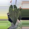plant/GC Anthurium pap x forgetti 1 seedling-1-thumbnail
